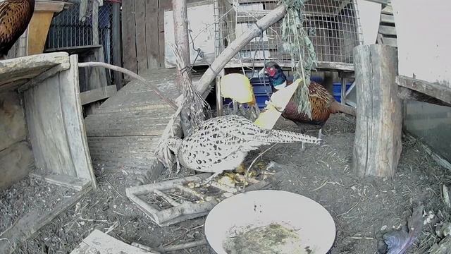 Птицеводство. Тыква в рационе домашней птицы. Разведение фазана обыкновенного