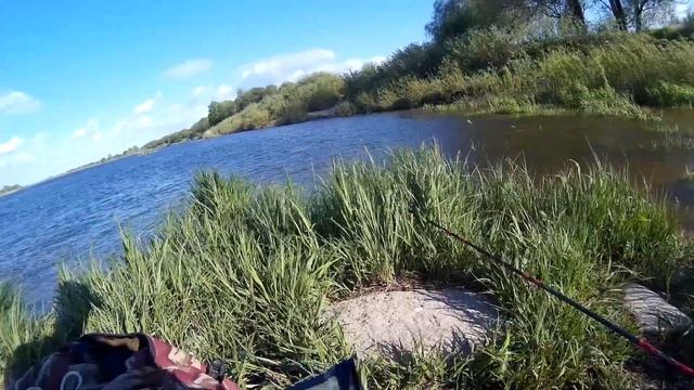 Заломал клыкастого! Развилка Калининградская обл. г. Советск в поисках хищника