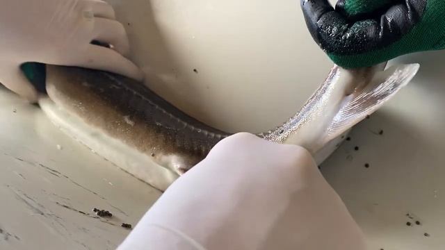 Инструкция по сдаиванию икры с рыбы. #Черная икра #Как получают икру #иваносетр