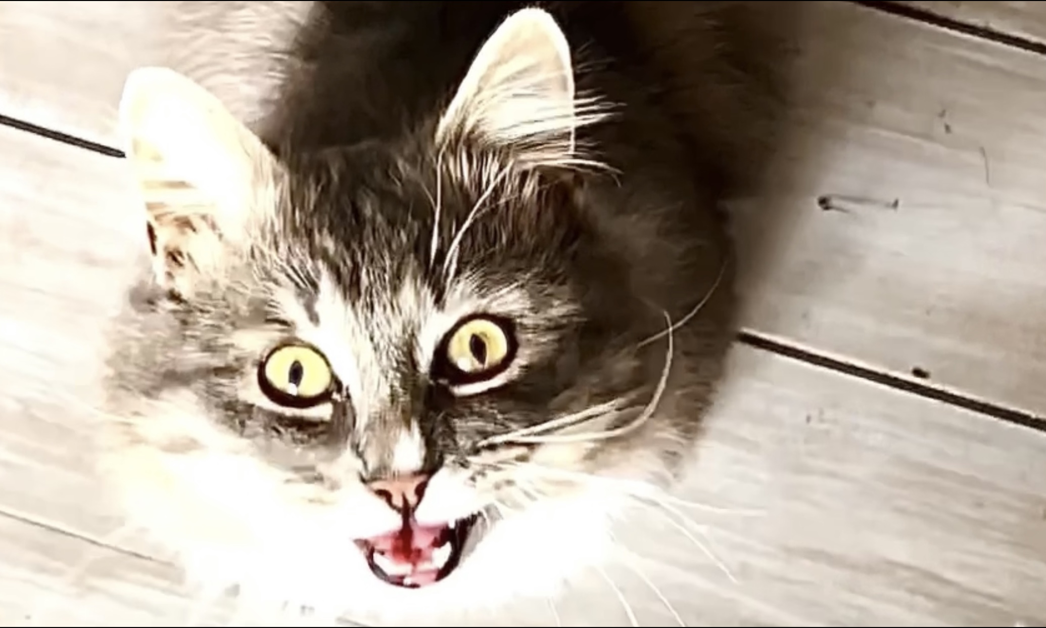 Как Говорящий кот Ванюша просится гулять и почему его не пускают смотреть онлайн