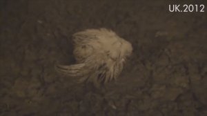 Вся правда о мясной промышленности: Птицы