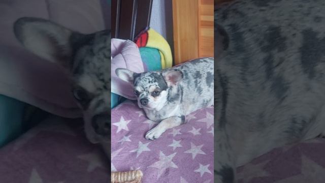 Гермиона Грейнджер наша мраморная красота питомник чихуахуа Кастропуло Крым смотреть онлайн