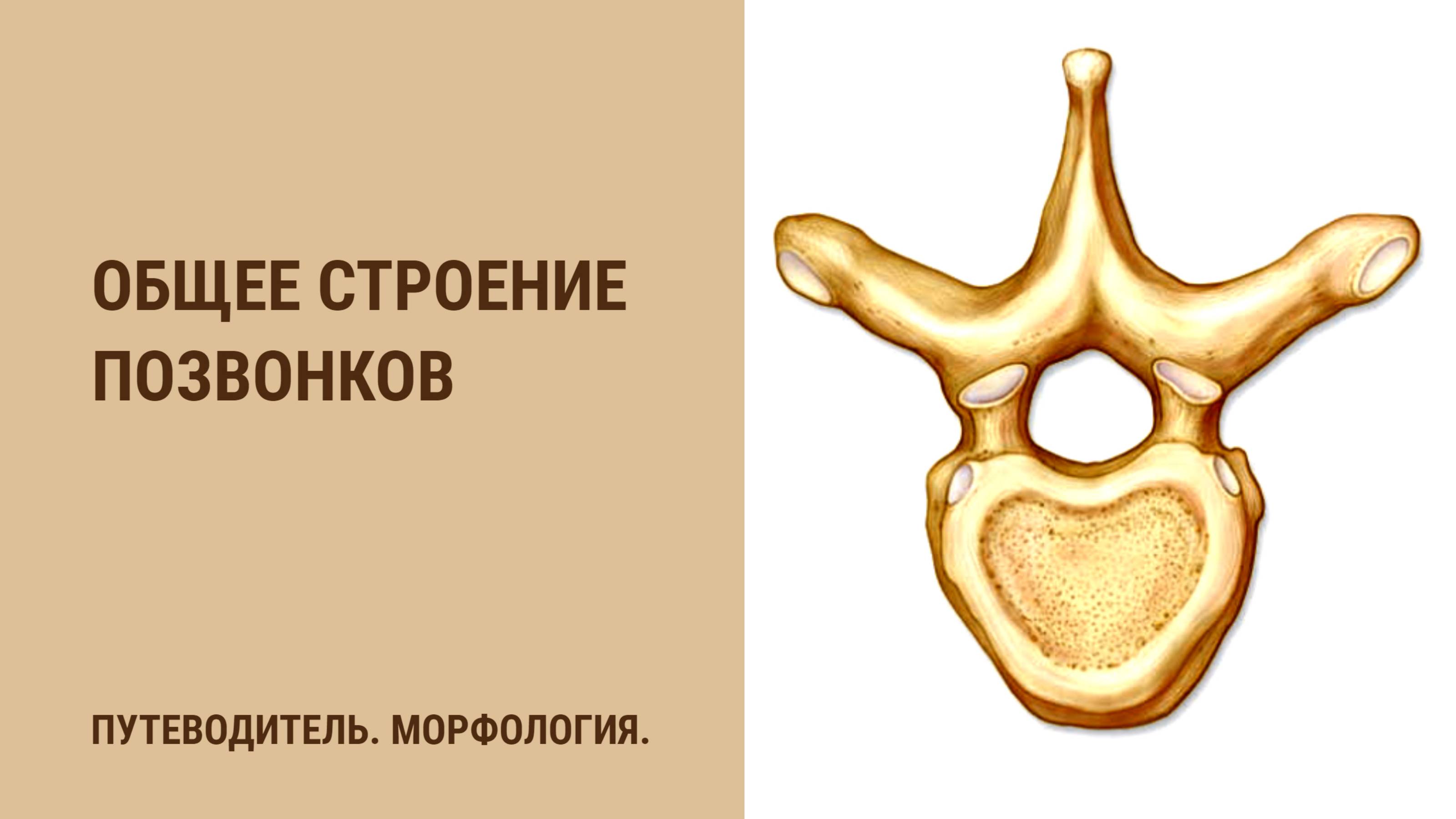 Общее строение позвонков. смотреть онлайн