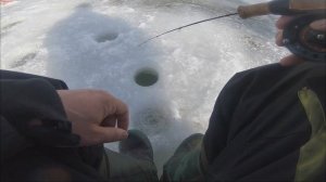 Зимний актив  Ловим форель на VIB