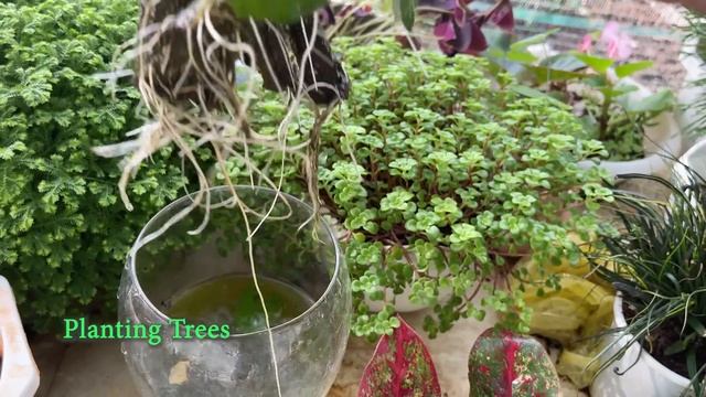 How to grow Aglonema plants with leaves in the garden смотреть онлайн
