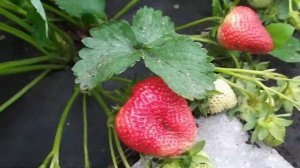 Клубника Вивара обзор плодоношения