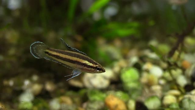 Licorice Gourami Parosphromenus deissneri смотреть онлайн