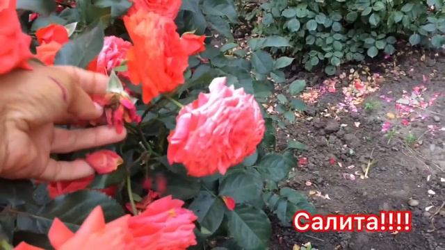 РОЗЫ -12 самых устойчивых к жаре !!! Салита - супер сорт❤️❤️❤️?! смотреть онлайн