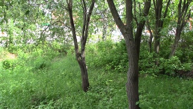 1 запись видео с камеры Canon Legria HF R506 смотреть онлайн