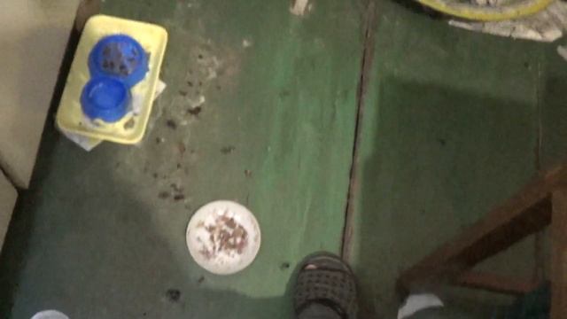 Тараканы в квартире. Поймал четырёх огромных монстров смотреть онлайн