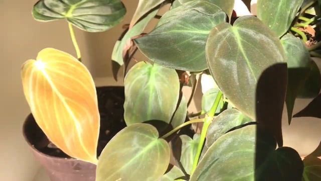 Rare Houseplant Unboxing | Philodendron Melanochrysum Black Gold Ft. Philodendron Micans