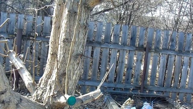 Садовод Железов. Приученные Сибирки и Уссурийские груши. смотреть онлайн