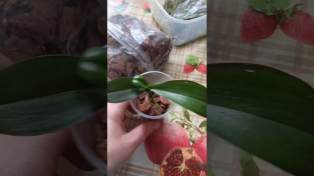 19 февраля 2024 г.сажаем детку орхидеи, как самостоятельное растение смотреть онлайн