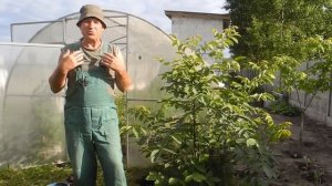 Как разбогатеть выращивая трюфель на своем участке