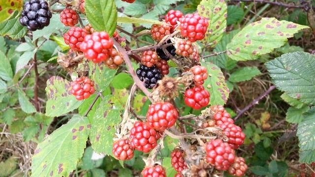 Blackberry - Rubus fruticosus - Mure fructe de padure HD 01 смотреть онлайн