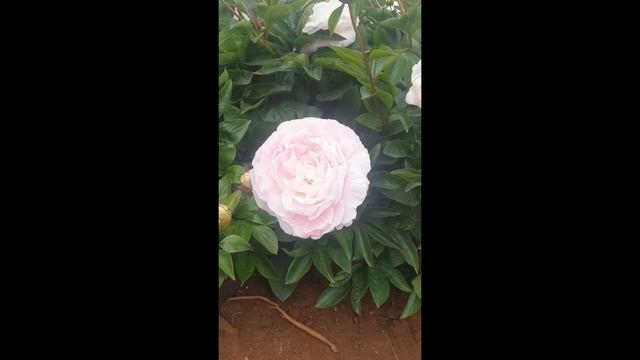 Mothers Choice in Flower смотреть онлайн