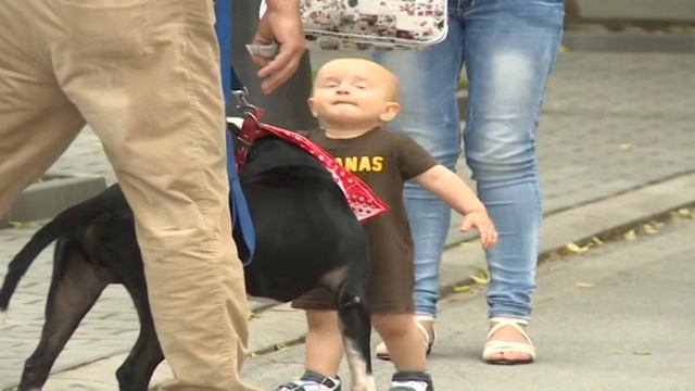 Pitbull and baby ♥ смотреть онлайн