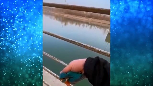 Прохожий пытается спасти замёрзшую ПТИЦУ, которая прилипла к трубе! смотреть онлайн