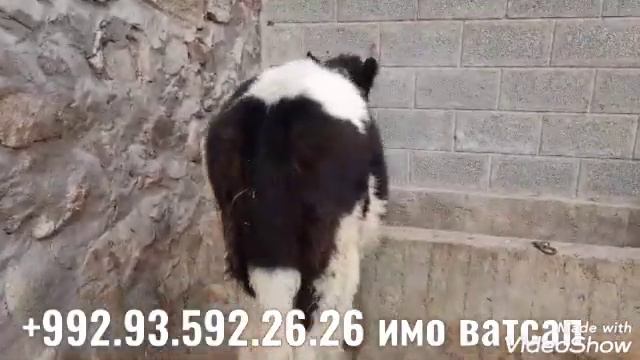 Гови оча бача бо ай букаи сементал бука мондаги смотреть онлайн