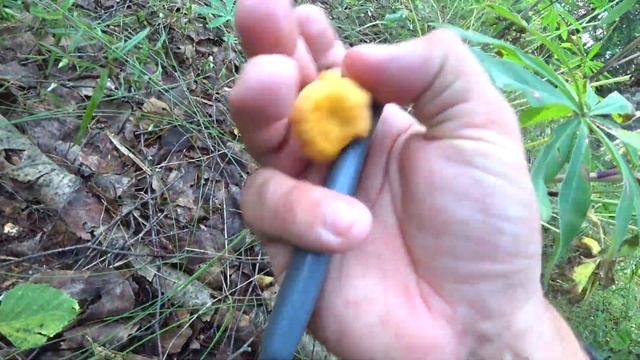 Поход в лес за грибами 2020 #грибы /грибы/Беларусь смотреть онлайн