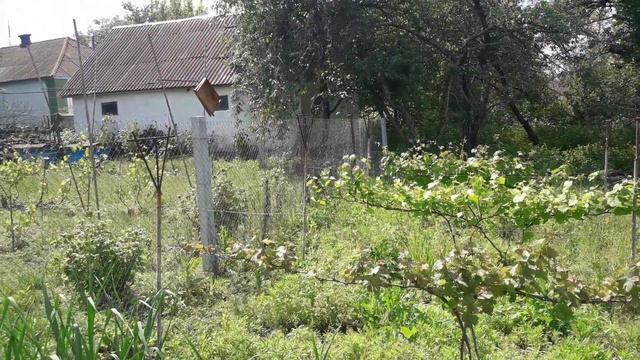 Прошу совет по техническим сортам винограда смотреть онлайн