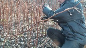 Весенняя обрезка ремонтантной малины! Урожай собираю ведрами!