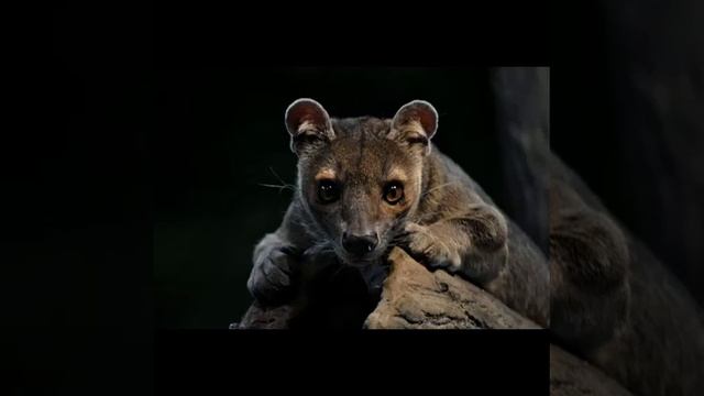 Фосса — крупное хищное животное смотреть онлайн