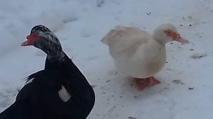 Индоутки на подворье  зимой