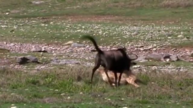 Power Of Mother Animals! Wildebeest Protect Newborn From Cheetah Hunting, Lion vs Leopard смотреть онлайн