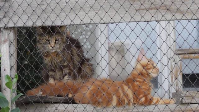 Котенок мейн кун Абрикос смотреть онлайн
