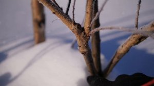 Абрикос Амур на тёрне. Высокая прививка