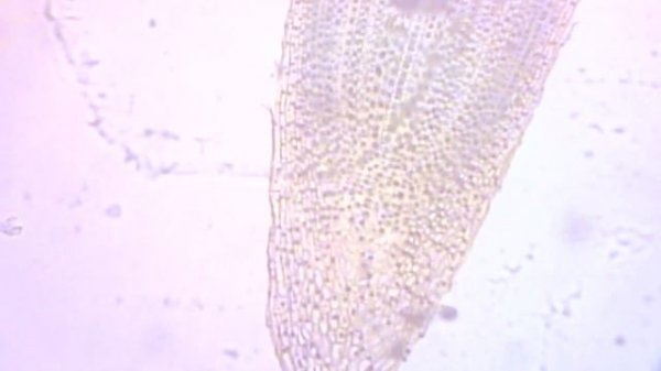 BIOLOGY 10 - Basic Microscope Setup and Use