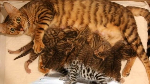 Пятнистые и полосатые кошки символ уюта и теплого домашнего очага смотреть онлайн