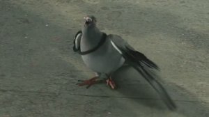 Кошки против собак.