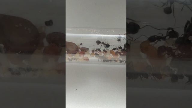 с каких сайтов лучше покупать муравьёв 🐜 смотреть онлайн