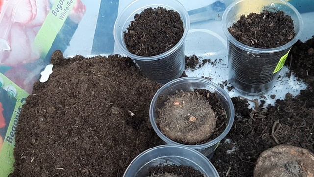 Посадка клубневой бегонии. смотреть онлайн