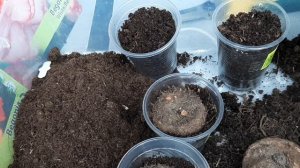 Посадка клубневой бегонии.