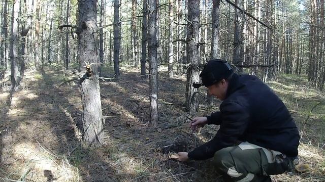 СБОР ГРИБОВ В ОКТЯБРЕ РЫЖИКИ И СЫРОЕЖКА ЗЕЛЕНАЯ.ОЧЕНЬ КРАСИВЫЙ ЛЕС. смотреть онлайн