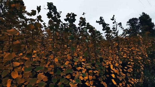 VID 20221006 211800 Играющей в игры любовные (К. Бальмонт)...Павел Васильев Лахтинский смотреть онлайн