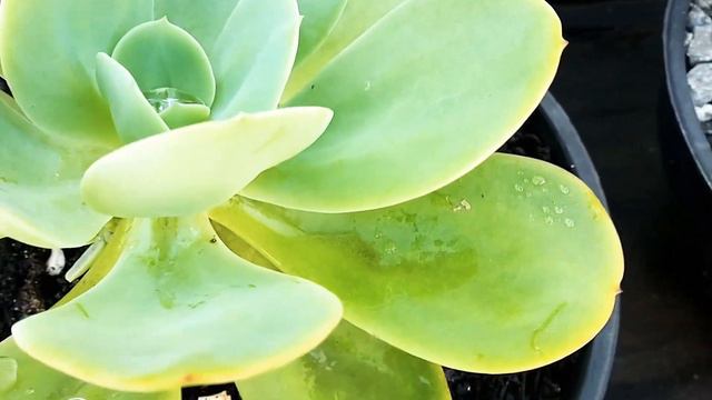 #Echeveria hakuhou como cuidar смотреть онлайн
