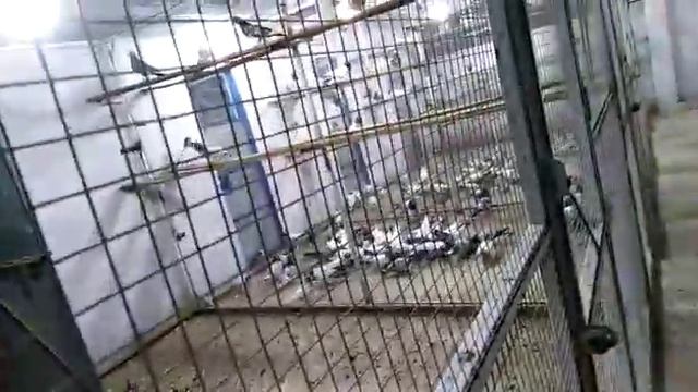 High flying pigeon set up смотреть онлайн