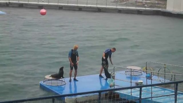 VINPERL. Дельфины отдыхают,тюлени работают. смотреть онлайн