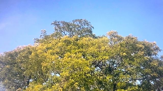 Саборна Химна смотреть онлайн