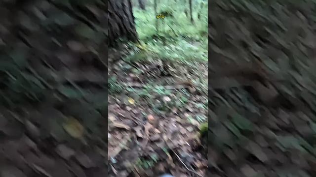 Находка в лесу #металлоискатель #находка #копметаллолома смотреть онлайн