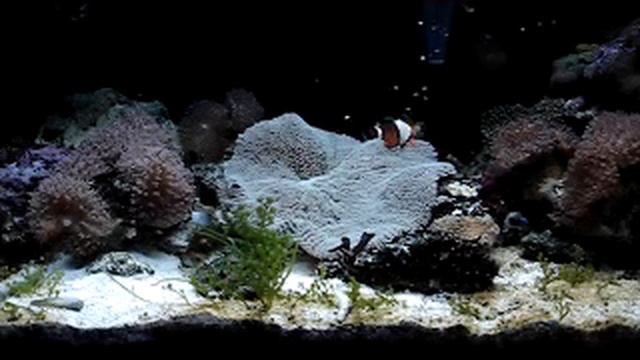 My Nemos смотреть онлайн