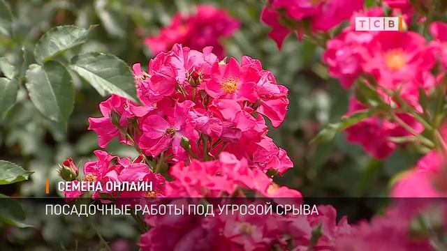 Семена онлайн смотреть онлайн