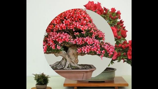 Red Ruby Gem Flowering Bonsai