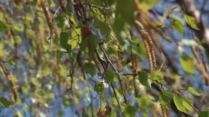 Я жду весну. Анна Герман