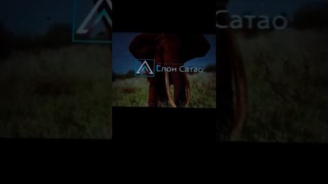 история о черепахе и слоне смотреть онлайн