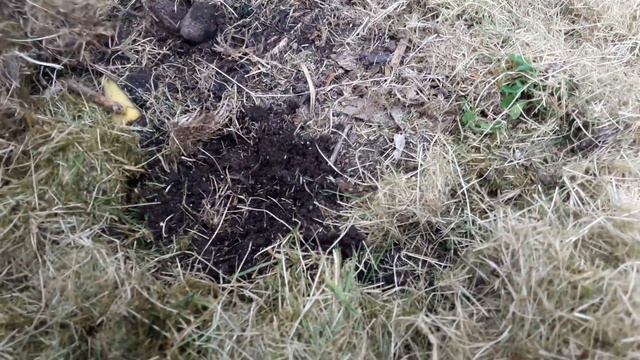 ПОМИДОРЫ: подвязка,мульчирование,пасынкование и опыление